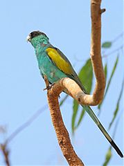 Hooded Parrot